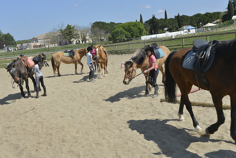 Carrière avec cavaliers et chevaux